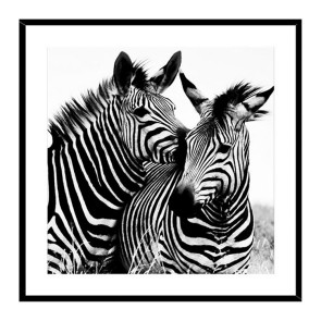 Quadro da parete design con stampa Zebra 50x50cm bianco nero Roia