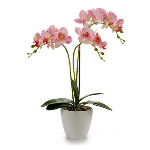 Pianta da interno Orchidea 34x48cm bianco rosa viola Zinco