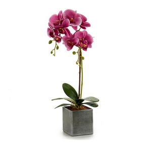 Pianta 10x51cm da interno con vaso bianco rosa viola Onesty